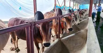 দিনাজপুরে কোরবানির জন্য প্রস্তুত ৪ লাখ সাড়ে ২৬ হাজারের বেশি পশু