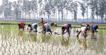 দিনাজপুরে ইরি-বোরো ধানের চারা রোপণের ধুম