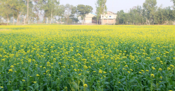 দিনাজপুরে শীত কম, রবিশস্যের উৎপাদন ব্যাহত হওয়ার শঙ্কা