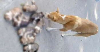 Woman arrested over killing of 8 puppies in Pabna