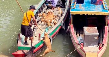 রাঙ্গামাটি থেকে বেওয়ারিশ কুকুর ভারতে পাচারের অভিযোগ