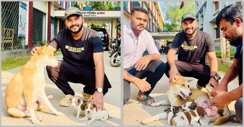 নতুন দুই ছানা পেল সন্তানহারা সেই মা কুকুর, চিকিৎসায় ৮ সদস্যের টিম