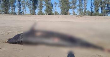 সৈকতে ভেসে এলো আরও এক মৃত ডলফিন