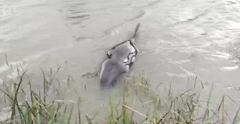 ডোবায় মিললো বোটলনোজ ডলফিন, সাগরে অবমুক্ত