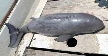 বরগুনায় পায়রা নদীর মোহনায় ভেসে এলো মৃত ডলফিন