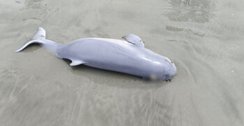 কুয়াকাটা সৈকতে ফের ভেসে এলো মৃত ডলফিন