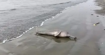 উপকূলে ভেসে আসছে মৃত ডলফিন, কারণ কী?