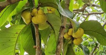 মিরসরাইয়ে কমে যাচ্ছে ডেউয়া ফল