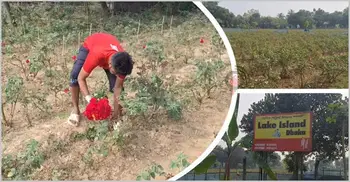 অস্তিত্ব সংকটে গোলাপ গ্রাম, নেপথ্যে আবাসন প্রকল্প