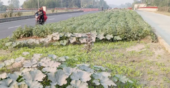 ঢাকা-রংপুর মহাসড়কের মাঝখানেই সবজি বাগান, চমকে দিল গোবিন্দগঞ্জ
