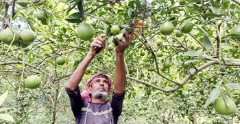 পাবনায় মাল্টা চাষে বাজিমাত, বছরে আয় ১৫ লাখ