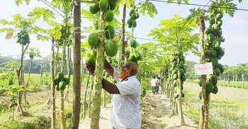 পেঁপে চাষে সফল অধ্যাপক মোস্তফা কামাল, বছরে আয় ১০ লাখ