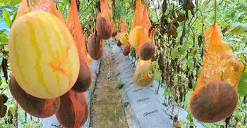 মিরসরাইয়ে অসময়ে তরমুজ চাষে সফল কৃষকেরা
