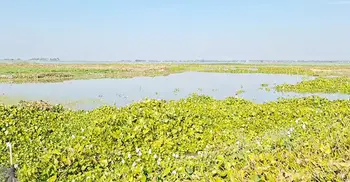 বিল ভরাটে পথে বসেছে অষ্টগ্রামের জেলেরা, ইজারা বাতিলের দাবি