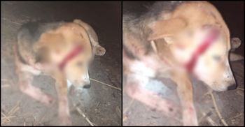 পোষা কুকুরকে হত্যাচেষ্টা, থানায় অভিযোগ