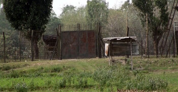 লালমনিরহাট সীমান্তে ঘাস কাটার সময় যুবককে ধরে নিয়ে গেছে বিএসএফ