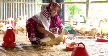 পানি ছাড়াই হাঁস পালনে সফল কামরুল নাহার