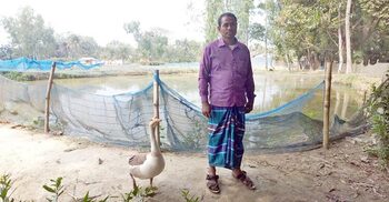 মালিকের পিছু ছাড়ে না রাজহাঁস