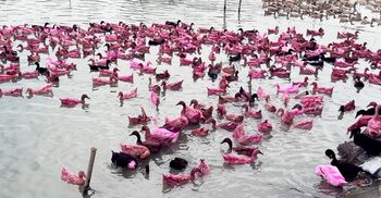 কিশোরগঞ্জের হাওরে হাঁস পালনে সম্ভাবনার আশা