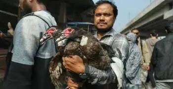 শীতের সকালে টঙ্গীর পাখির হাটে হাঁসের আধিপত্য