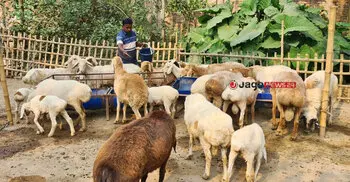 একেকটির দাম দেড় থেকে আড়াই লাখ টাকা, রবিউলের খামারে ৬৫ দুম্বা