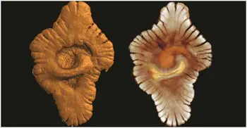 A radical rewrite of earth's history?