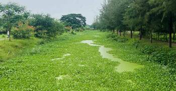 বাজেট সংকটে সৌন্দর্য হারাচ্ছে মীর মুগ্ধ সরোবর