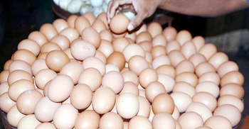 ‘ডিমও নাগালের মধ্যে থাকলো না’