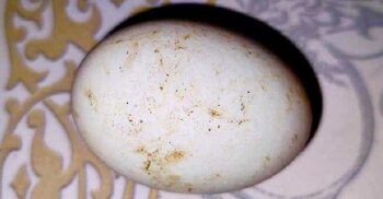 মৌলভীবাজারে ১ ডিম বিক্রি হলো ১৯ হাজার টাকায়