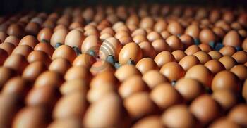 The egg saga: ‘Texting’ syndicate pockets Tk 3,650cr a year