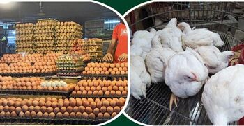 BPA to start selling egg, chicken at fair prices from Jan 12