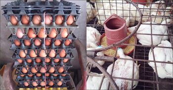 রংপুরে বেড়েছে ডিম-মুরগির দাম, কমেছে সবজির