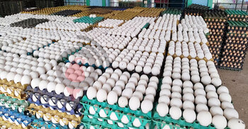 Govt nods import of 4.5cr eggs