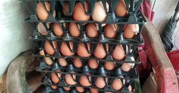 ডিমের দাম কম, বন্ধের পথে প্রান্তিক খামার