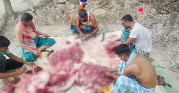 দাম না পেয়ে কোরবানির পশুর চামড়া খেয়ে ফেলছেন দক্ষিণাঞ্চলের অনেকেই