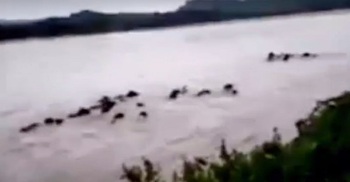 সোমেশ্বরী নদীতে নেমে বিপাকে ভারতীয় হাতির পাল