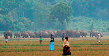 Saving the giants: Bangladesh moves to secure future for elephants and people