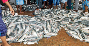 ইলিশে সয়লাব কক্সবাজার, তবুও দাম চড়া