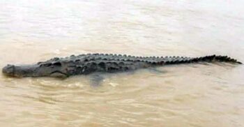 মধুমতি নদীতে ভেসে বেড়াচ্ছে কুমির, সতর্কতায় প্রশাসনের মাইকিং