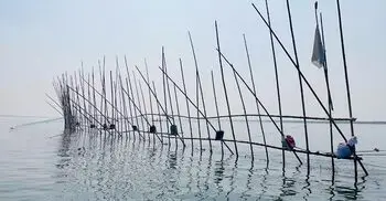 পদ্মার বুকে বাঁশের বাঁধে নিধন হচ্ছে শতশত মণ জাটকা