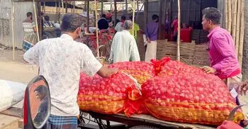 উঠছে না উৎপাদন খরচও, পেঁয়াজ চাষিদের দুশ্চিন্তা