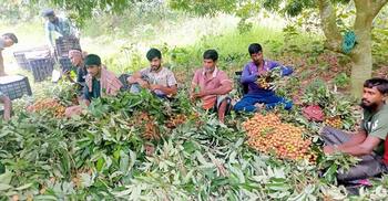 ফরিদপুরে এবার লিচুর ফলন বিপর্যয়