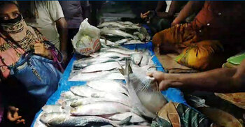 নিষেধাজ্ঞার আগের রাতে ইলিশ কেনার হিড়িক