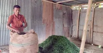 কৃষকের ২৪৫ টাকার মরিচ, বাজারে ৩২০ টাকা