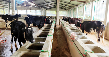 কারাগারে খামারি, খাবার না পেয়ে মরছে গরু