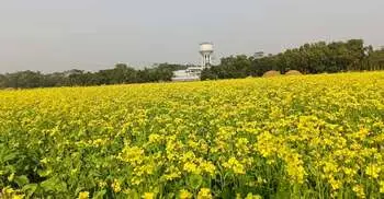 হলুদ ফুলে দুলছে কৃষকের রঙিন স্বপ্ন