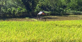 মৌলভীবাজারে রাত হলে ফসলি জমিতে শূকরের হানা