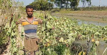 শতাধিক লাউ গাছ কেটে ফেললো দুর্বৃত্তরা, ফসল হারিয়ে দিশেহারা কৃষক