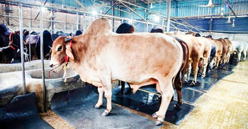 গো-খাদ্যের পর খাঁড়ার ঘা হয়ে এলো লাম্পি স্কিন