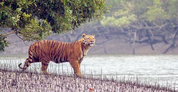 প্রাণীকুল বাঁচলেই বাঁচবে পৃথিবী